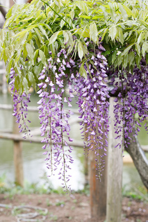 藤棚 開花具合
