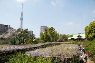 開花の様子
