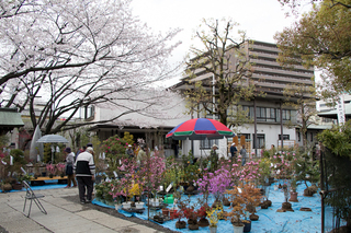 日本最古の植木市