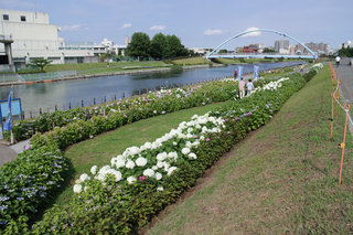 IMG_4356s.jpg