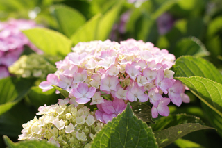 IMG_4378s.jpg