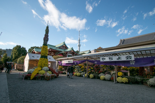亀戸天神社 菊祭