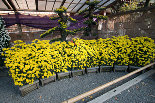 亀戸天神 きくまつり 開花状況