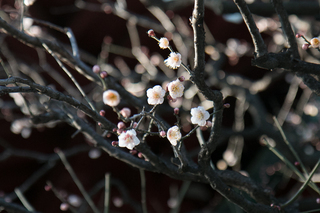 IMG_6424s.jpg
