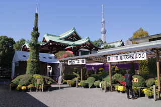 亀戸天神 菊まつり