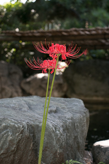 IMG_8557s.jpg