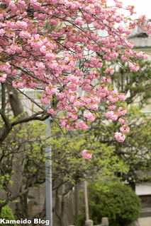 八重桜